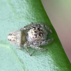 Opisthoncus grassator (Jumping spider) at Corroboree Park - 15 Feb 2024 by Hejor1