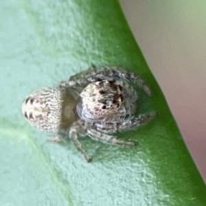 Opisthoncus grassator at Corroboree Park - 15 Feb 2024