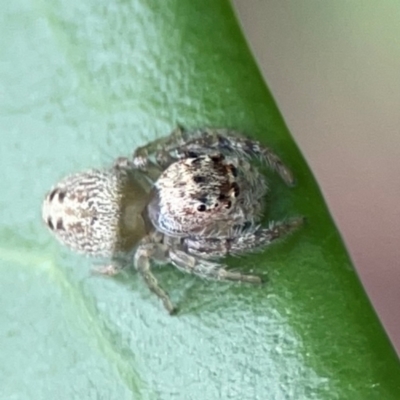 Opisthoncus grassator (Jumping spider) at Ainslie, ACT - 15 Feb 2024 by Hejor1