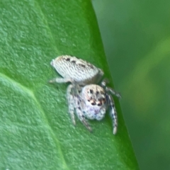 Opisthoncus grassator at Corroboree Park - 15 Feb 2024