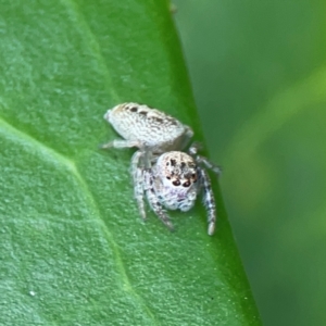 Opisthoncus grassator at Corroboree Park - 15 Feb 2024