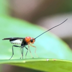 Braconidae (family) (Unidentified braconid wasp) at Ainslie, ACT - 15 Feb 2024 by Hejor1