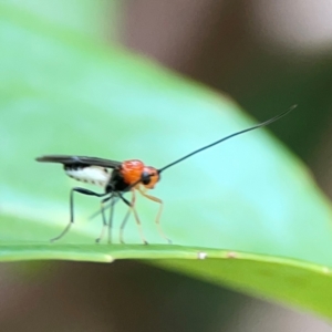 Braconidae (family) at Corroboree Park - 15 Feb 2024