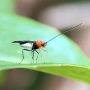 Braconidae (family) at Corroboree Park - 15 Feb 2024