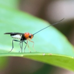 Braconidae (family) at Corroboree Park - 15 Feb 2024