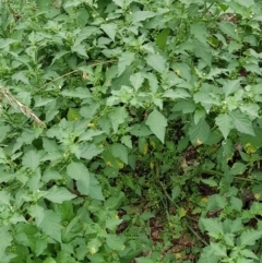 Solanum nigrum (Black Nightshade) at Budjan Galindji (Franklin Grassland) Reserve - 14 Feb 2024 by HappyWanderer