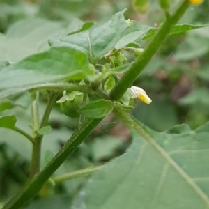 Solanum nigrum at North Mitchell Grassland  (NMG) - 15 Feb 2024