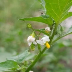 Solanum nigrum at North Mitchell Grassland  (NMG) - 15 Feb 2024