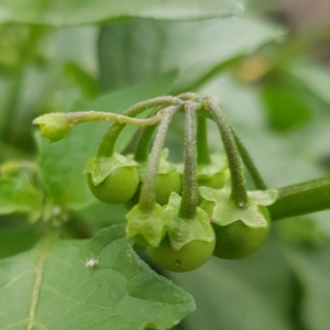 Solanum nigrum at North Mitchell Grassland  (NMG) - 15 Feb 2024