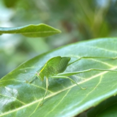 Caedicia simplex (Common Garden Katydid) at Ainslie, ACT - 15 Feb 2024 by Hejor1