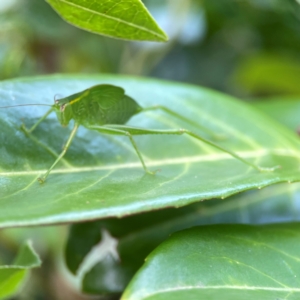 Caedicia simplex at Corroboree Park - 15 Feb 2024