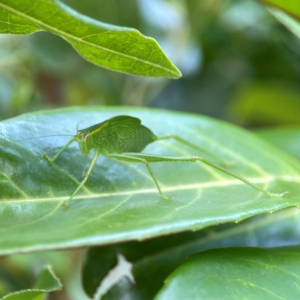 Caedicia simplex at Corroboree Park - 15 Feb 2024