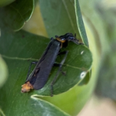 Chauliognathus lugubris (Plague Soldier Beetle) at Ainslie, ACT - 15 Feb 2024 by Hejor1
