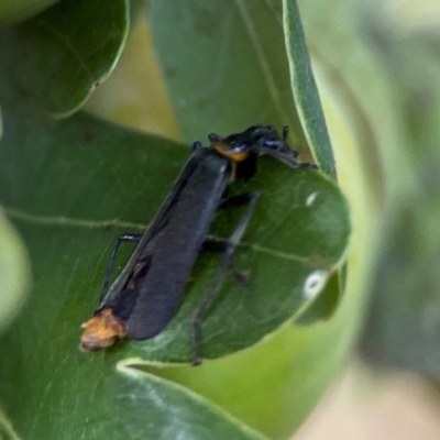 Chauliognathus lugubris (Plague Soldier Beetle) at Corroboree Park - 15 Feb 2024 by Hejor1