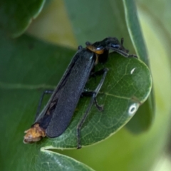 Chauliognathus lugubris at Corroboree Park - 15 Feb 2024