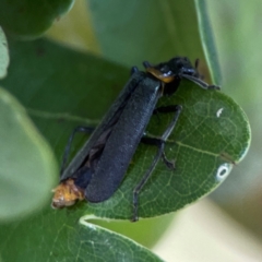 Chauliognathus lugubris at Corroboree Park - 15 Feb 2024