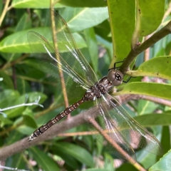 Adversaeschna brevistyla (Blue-spotted Hawker) at Ainslie, ACT - 15 Feb 2024 by Hejor1