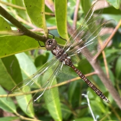 Adversaeschna brevistyla at Corroboree Park - 15 Feb 2024 04:25 PM