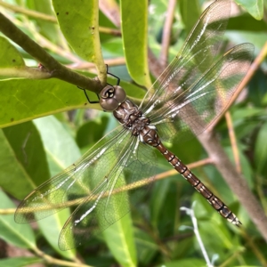 Adversaeschna brevistyla at Corroboree Park - 15 Feb 2024