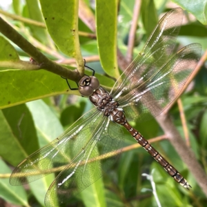 Adversaeschna brevistyla at Corroboree Park - 15 Feb 2024