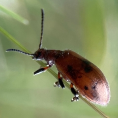 Ecnolagria sp. (genus) (A brown darkling beetle) at Corroboree Park - 15 Feb 2024 by Hejor1
