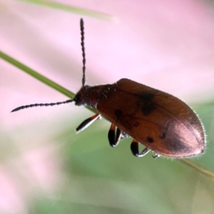 Ecnolagria sp. (genus) at Corroboree Park - 15 Feb 2024