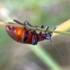 Ecnolagria sp. (genus) at Corroboree Park - 15 Feb 2024