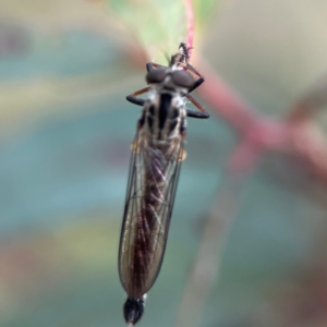 Cerdistus sp. (genus) at Corroboree Park - 15 Feb 2024