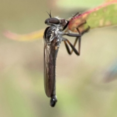 Cerdistus sp. (genus) at Corroboree Park - 15 Feb 2024