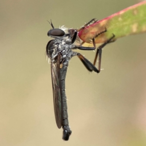 Cerdistus sp. (genus) at Corroboree Park - 15 Feb 2024