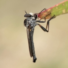 Cerdistus sp. (genus) at Corroboree Park - 15 Feb 2024