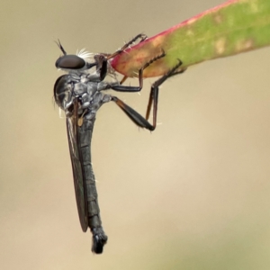 Cerdistus sp. (genus) at Corroboree Park - 15 Feb 2024