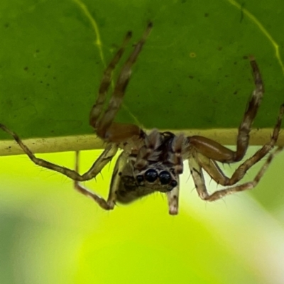 Helpis minitabunda (Threatening jumping spider) at Ainslie, ACT - 15 Feb 2024 by Hejor1