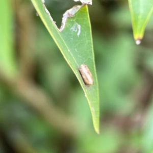 Blattodea (order) at Corroboree Park - 15 Feb 2024 04:33 PM