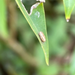 Blattodea (order) (Unidentified cockroach) at Corroboree Park - 15 Feb 2024 by Hejor1