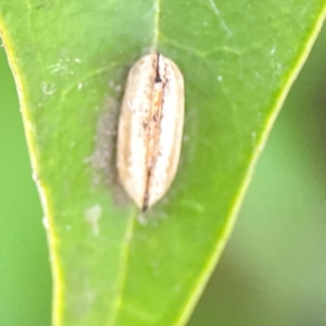 Blattodea (order) at Corroboree Park - 15 Feb 2024 04:33 PM