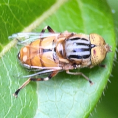 Eristalinus (genus) (A Hover Fly) at Corroboree Park - 15 Feb 2024 by Hejor1