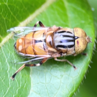 Eristalinus (genus) (A Hover Fly) at Corroboree Park - 15 Feb 2024 by Hejor1