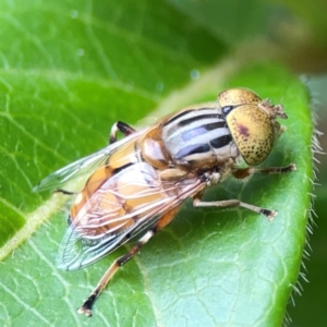 Eristalinus (genus) at Corroboree Park - 15 Feb 2024