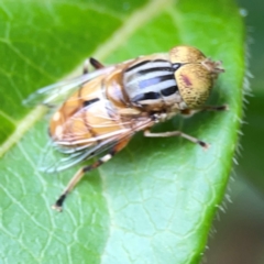 Eristalinus sp. (genus) at Corroboree Park - 15 Feb 2024