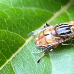 Eristalinus (genus) at Corroboree Park - 15 Feb 2024