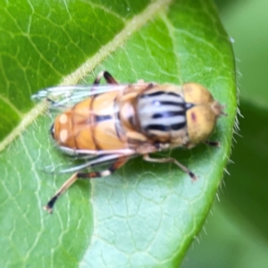 Eristalinus (genus) at Corroboree Park - 15 Feb 2024