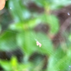 Philoponella congregabilis at Corroboree Park - 15 Feb 2024 04:35 PM