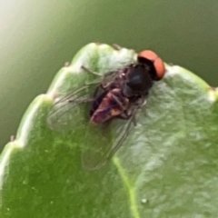 Lindneromyia sp. (Flat-footed fly) at Ainslie, ACT - 15 Feb 2024 by Hejor1