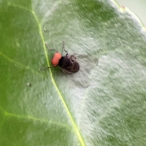 Lindneromyia sp. at Corroboree Park - 15 Feb 2024