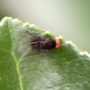 Lindneromyia sp. at Corroboree Park - 15 Feb 2024 04:40 PM