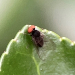 Lindneromyia sp. at Corroboree Park - 15 Feb 2024