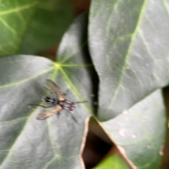 Sumpigaster sp. (genus) at Corroboree Park - 15 Feb 2024