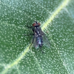 Unidentified Blow fly (Calliphoridae) at Ainslie, ACT - 15 Feb 2024 by Hejor1