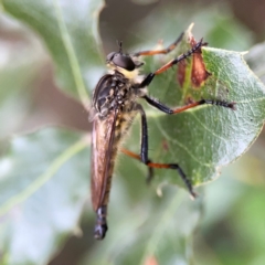 Unidentified Robber fly (Asilidae) at Ainslie, ACT - 15 Feb 2024 by Hejor1